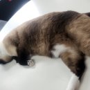 캣츠앤몬스터 이미지