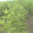 (주)비타민나무 이미지