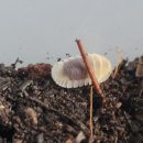 아성2농장 이미지