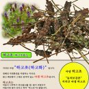 지리산한방식품 이미지