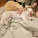 도니바니 이미지