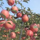 봉화산농장 이미지