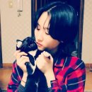 애묘(고양이)백과 - 한국고양이 (Korean Short hair) 이미지