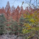 서구-01-08 | [대전 여행] 장태산 자연휴양림 단풍 후기: 메타세콰이어 숲의 붉은 물결 (주차 꿀팁, 포토존 명당...