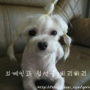 얌얌 이미지