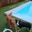 [파주] 반려인도 즐거운 강아지 동반 독채 수영장 바크라우더 후기🐾