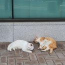 나는 왜 성인이 되어도 일기를 몰아서 쓰는가•••