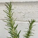 로즈마리 스머지스틱 만들기 이미지