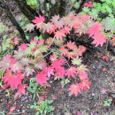 제139차 동해 두타산 정기산행 이미지