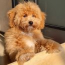 푸숑푸숑 이미지