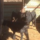 별난염소농장 이미지