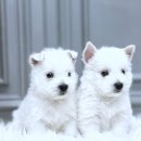 하이바이 강아지분양 고양이분양 수원점 | 잠실화이트테리어분양 잠실 화이트 테리어 분양 받는 꿈같은 이야기 생생 후기