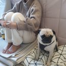 2022-11-11~11-28 레고랜드, 도쿄여행