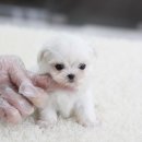 구월2동-16 이미지