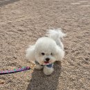 펫크닉 | 서울공예박물관 펫크닉 후기