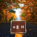 수풀林 이미지