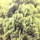 새순약국 이미지