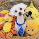 개깎쟁이 이미지