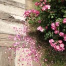 꽃길만걷자6 이미지