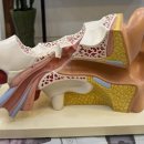 귀편한보청기 이미지