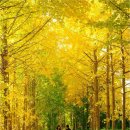 만추 - 달성군 | 만추