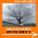 큰나무주유소 | 공장 내 큰 나무 제거 벌목 전문 업체 후기