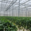 단북애청년 이미지