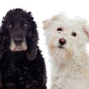 강아지랑고양이 | 부산 강아지입양보내기 고양이 보호소 후기
