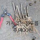 고추 모종보다 저렴한 참두릅 묘목/판매완료 이미지