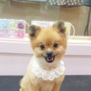 이뿌개 이미지