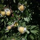 베드로농장 이미지