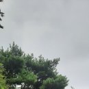 대애보이차 고수 네이버블로그