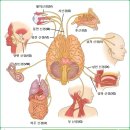 12쌍의 뇌신경과 Cranial Manipulation 이미지