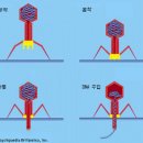 바이러스 이미지