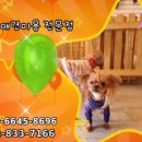 소중한 개 이미지