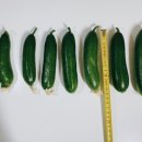 백용기농장 네이버블로그