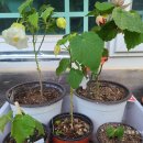 마트님 아부틸론 이미지