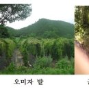 동막동(1) 이미지