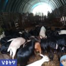 남솔농장 네이버블로그