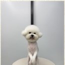 오쿠숑 이미지