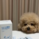 용바이오 | 강아지 관절 영양제 추천 : 세인트바이오랩스 , 노령견에게도 좋아요