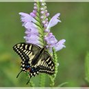 (주)양지약품 이미지