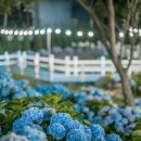 수국칼국수 이미지