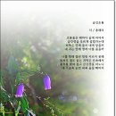 금강초롱 이미지