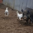dash (대쉬, 덤비다, (달려들 준비가) 됐어) 어원 이미지