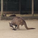 승일농장 | 페더데일 동물원 오후에 도착하면 안될까 경험 후기