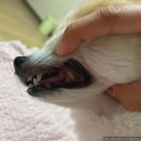 강아지 치약, 닥터바이 덴탈 클린 한 달 사용 후기