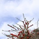 매화마을 우림(아) | 전남 광양 매화마을 매화축제 실시간 만개 정보, 커플스냅 스팟 추천