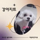 강아지트 이미지