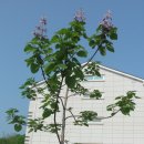 개척한지 4년 만에 처음으로 꽃(3그룹으로)을 핀 오동나무!! 이미지